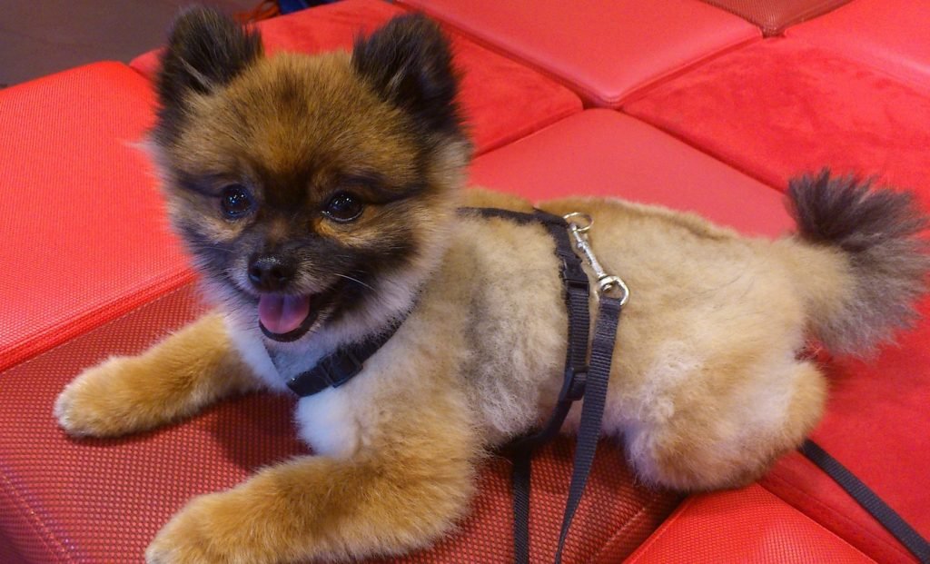 De dwergkees is klein maar dapper